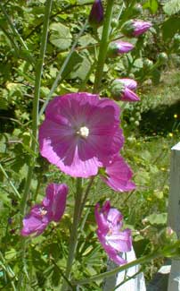 Prairie Mallow