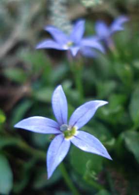 Blue Star Creeper