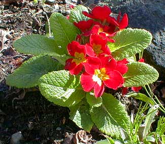 Red Primrose