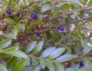 Privet Honeysuckle