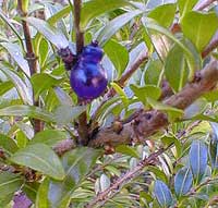Privet Honeysuckle berries