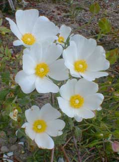 Sageleaf Rockrose