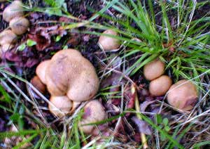 Puffballs