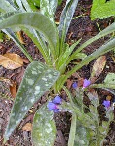 Lungwort