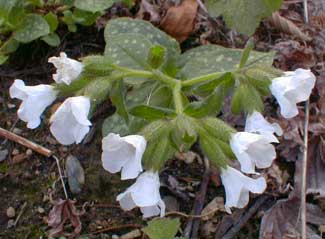 Pulmonaria flowers