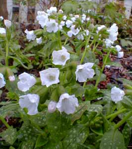 Pulmonaria