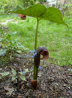 Griffith's Arisaema