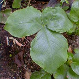 Arisaema