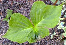 Griffith's leaf