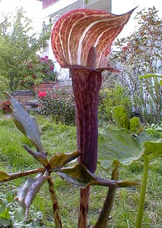 Cobra Lily