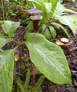 Snow Rice-cake Plant