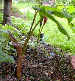 A. speciosum