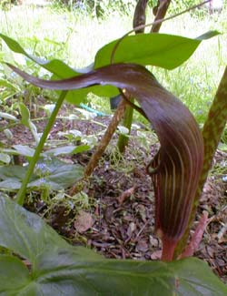 A. speciosum