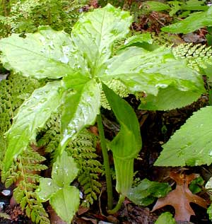 Jack in the Pulpit