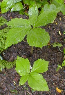 Jack in the Pulpit