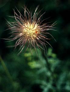 Pasqueflower seed