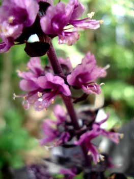 Red Rubin Basil