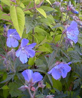 Crane's-bill