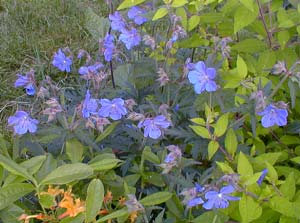 Crane's-bill