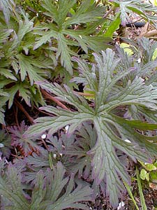 Crane's-bill