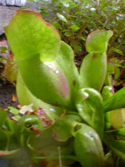 Purple Pitcher