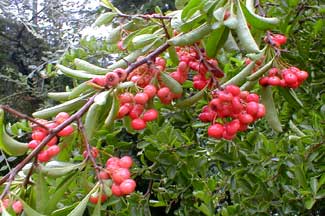 Pyracantha