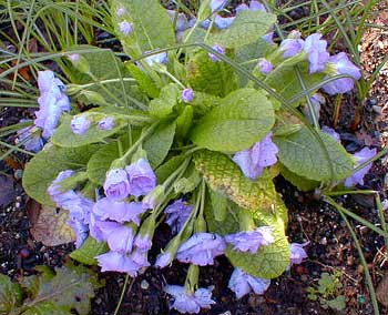 Quaker's Bonnet