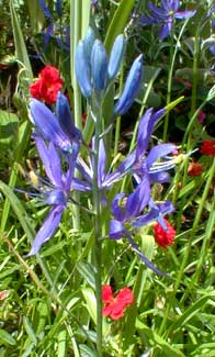 Camas