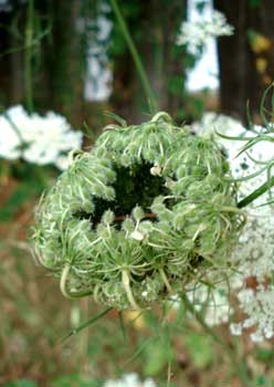 Queen Anne's Lace