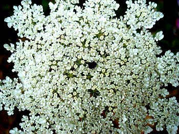 Queen Anne's Lace