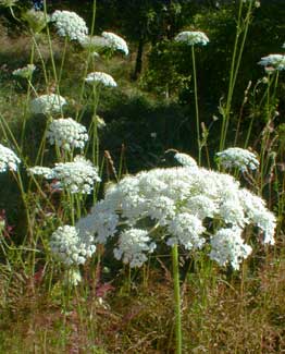 Queen Anne's Lace