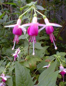 Queen Esther's Fuchsia