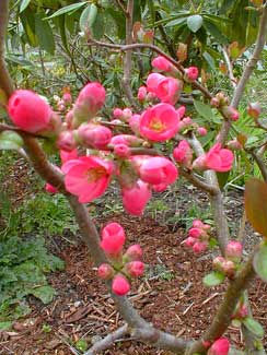 Chinese Quince