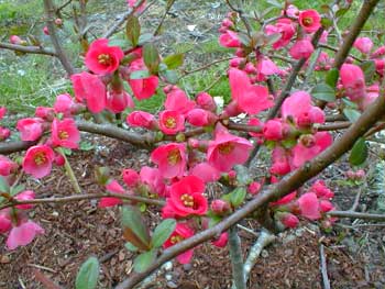 Chinese Quince