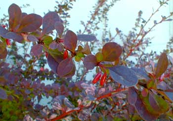 Barberry Berries