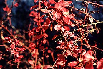 Barberry