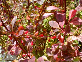 Barberry