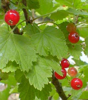 Currant