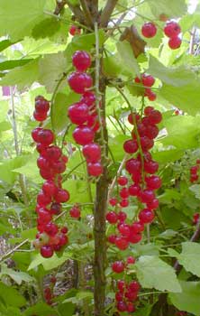 Currant