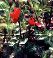 Red Cyclamen