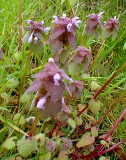 Dead Nettle