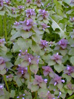 Lamium