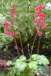 Coral Bells