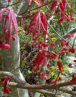 A. palmatum blooms