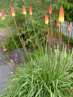 Red Hot Poker