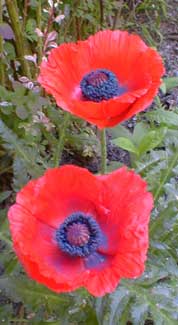 Red Poppy