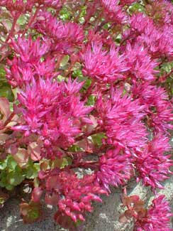 Sedum