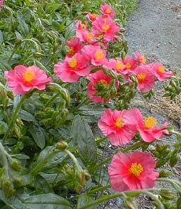 Rockrose