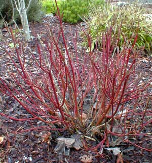 What is a variegated red twig dogwood?
