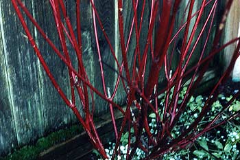 Red Twig Dogwood